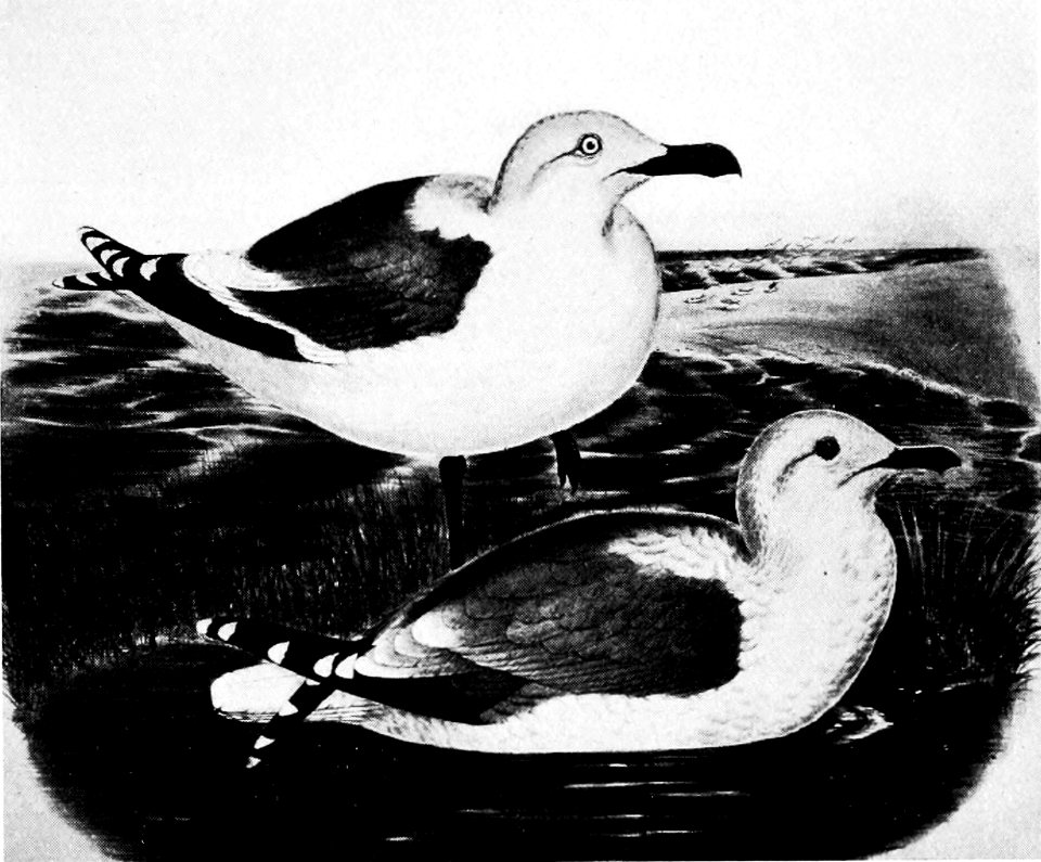 PSM V52 D229 Western gulls larus ocidentalis and californicus
