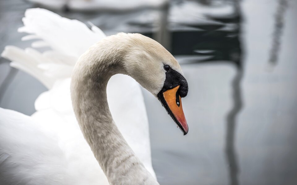 White animal bird