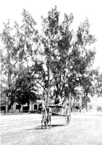 PSM V52 D796 Cassowary trees on bay street nassau photo