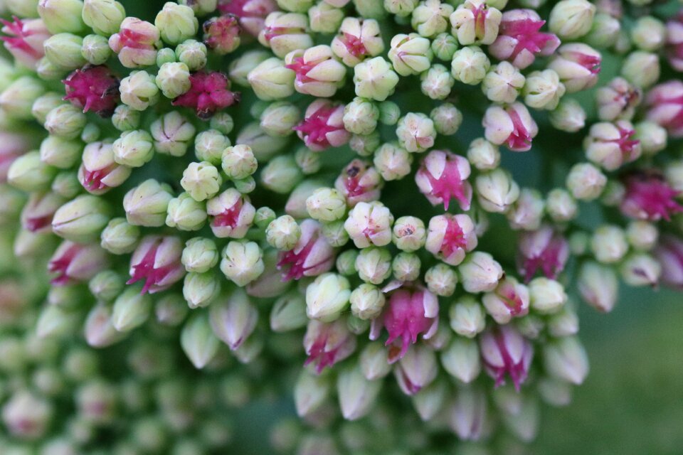Buds flower nature