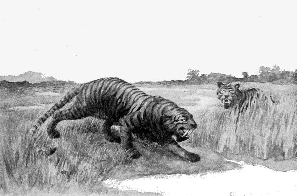 PSM V53 D365 Saber toothed cat hoplophoneus occidentalis