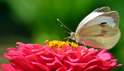 Butterfly day insect at the court of