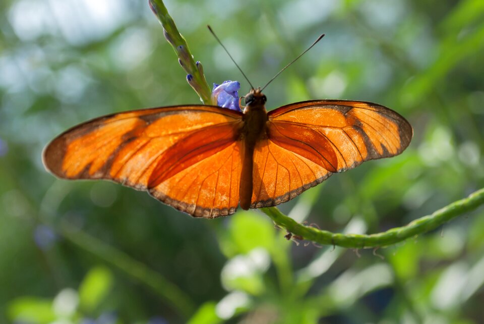 Bug butterfly park plant