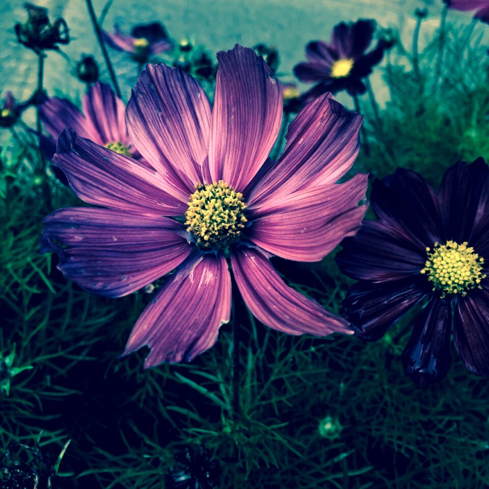 Glowing shine color