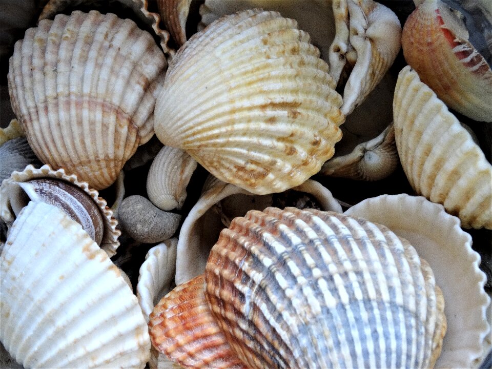 Mussel shells vacations decoration