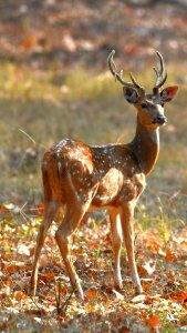 Mammal animal grass photo