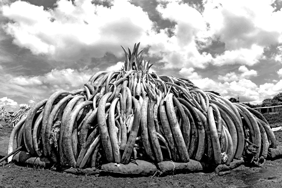 Pyres Ivory burn grayscale (26691078035)