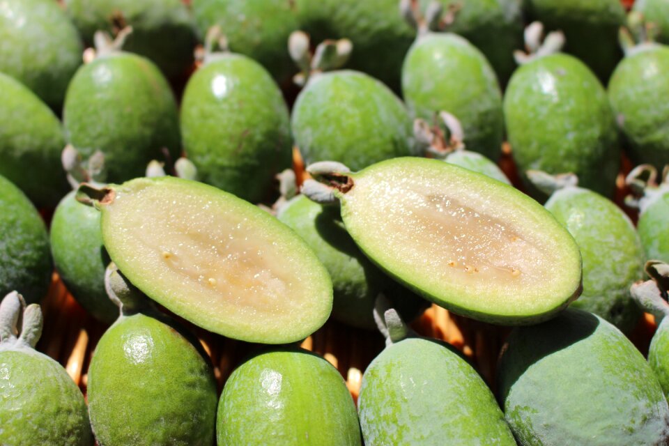 Acca acca sellowiana fruit