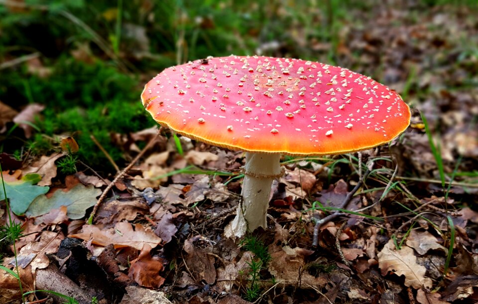 Forest nature autumn