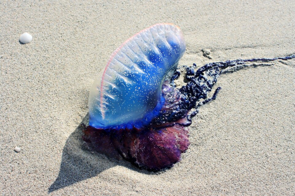 Toxic mollusk beach