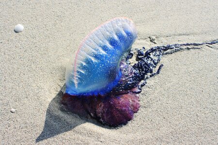 Toxic mollusk beach photo