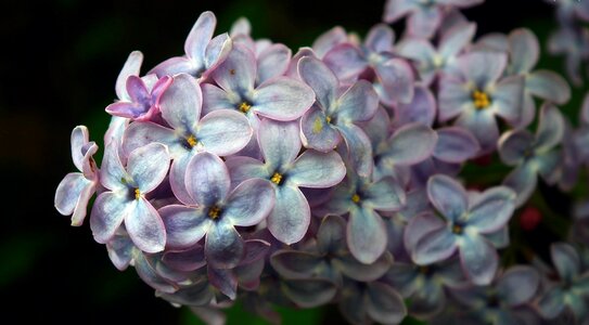 Nature plant floral