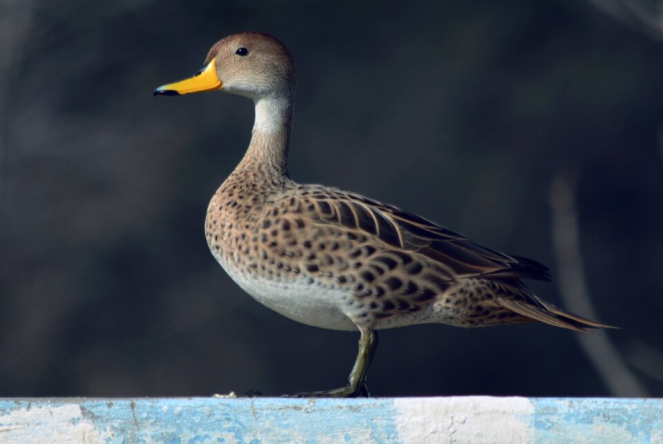 Nature wild ducks animals