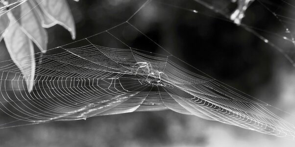 Spider web insect photo