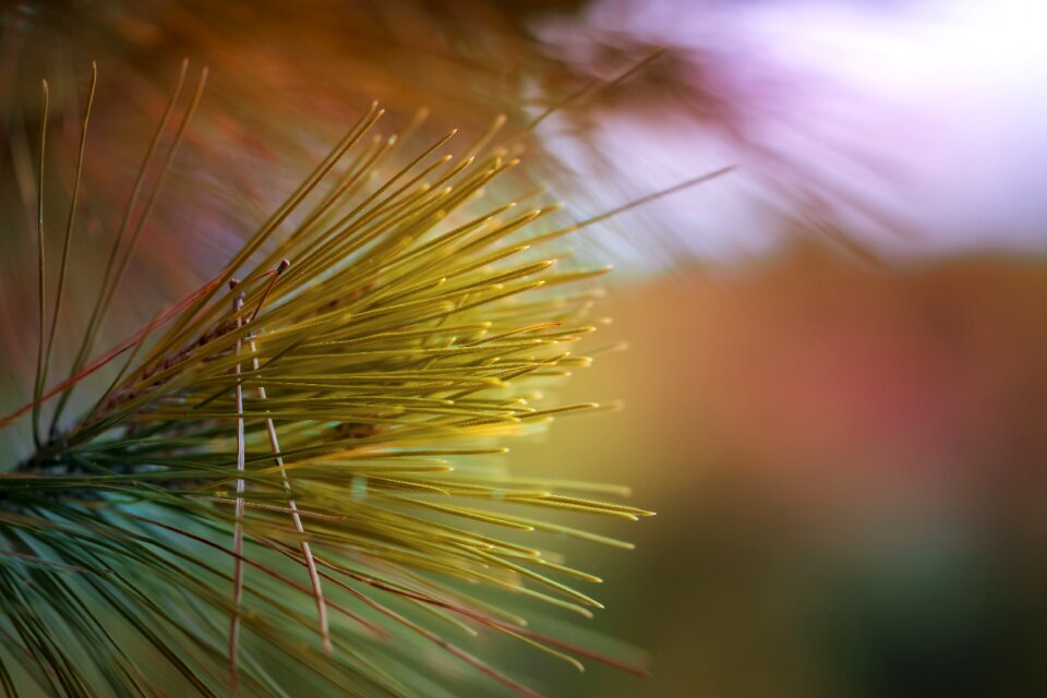 Grass tree plant