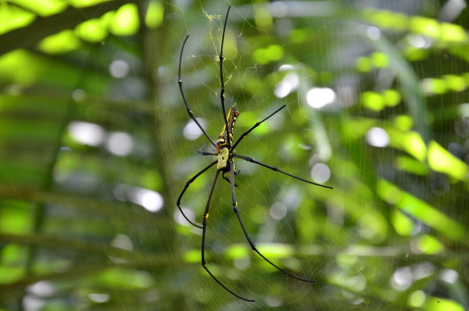Spider nature outdoor