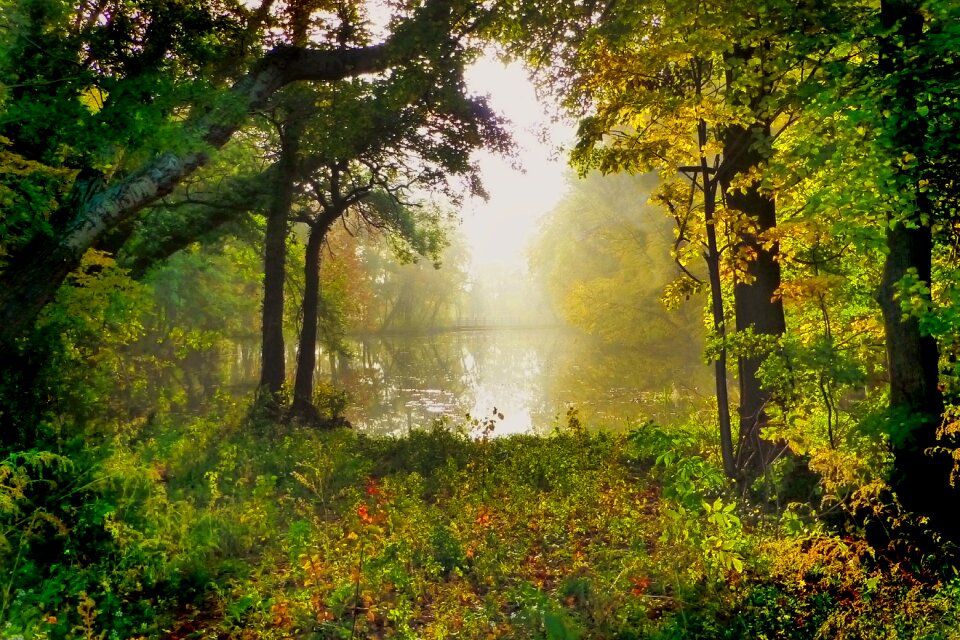 Pond landscape fall leaves