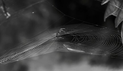 Spider web insect photo