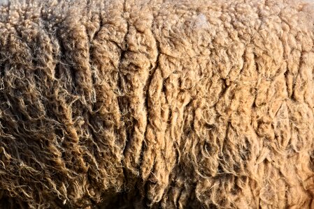 Unprocessed raw wool raw