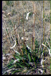Pyrrocoma radiata new growth in SW Idaho