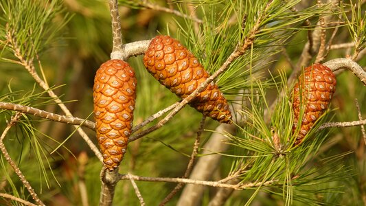 Pine cones or pine cone Free photos