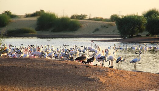 Flamingo outdoors river