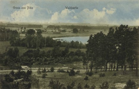 Pätz, Brandenburg - Wald (Zeno Ansichtskarten)