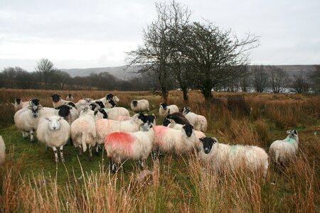 Farm animal lamb photo