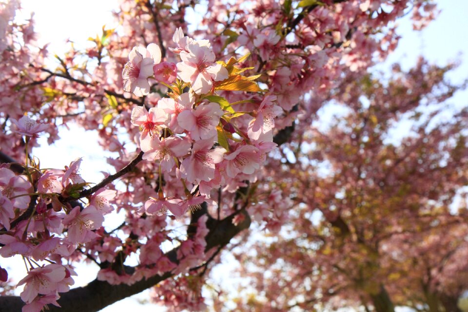 Cherry blossoms sakura Free photos