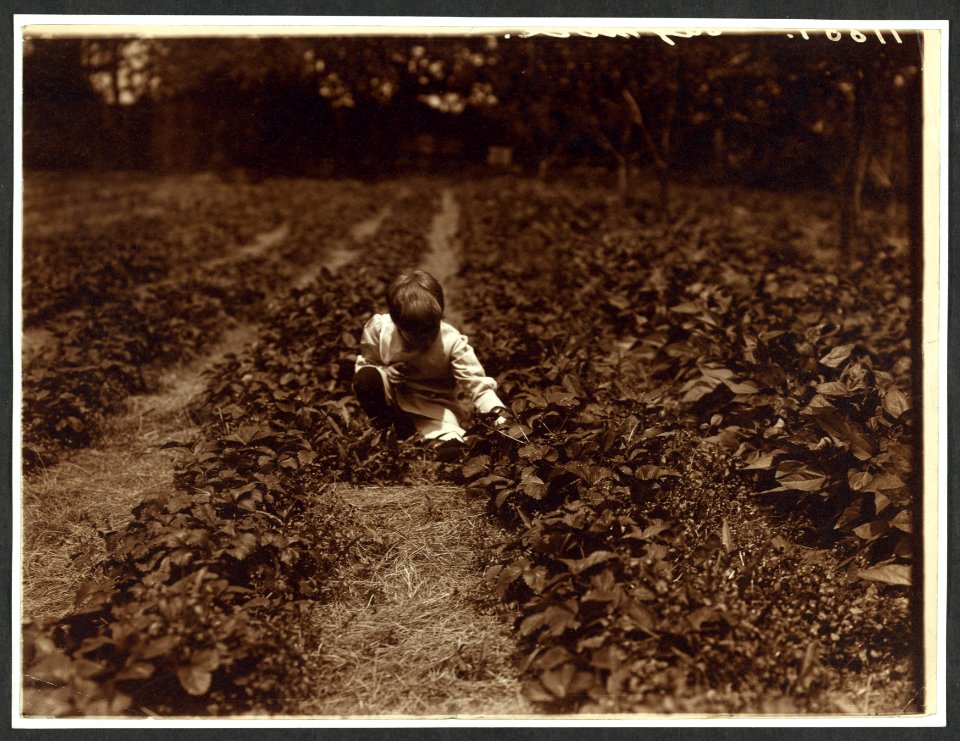Quentin Roosevelt in the strawberry patch LCCN2009633588