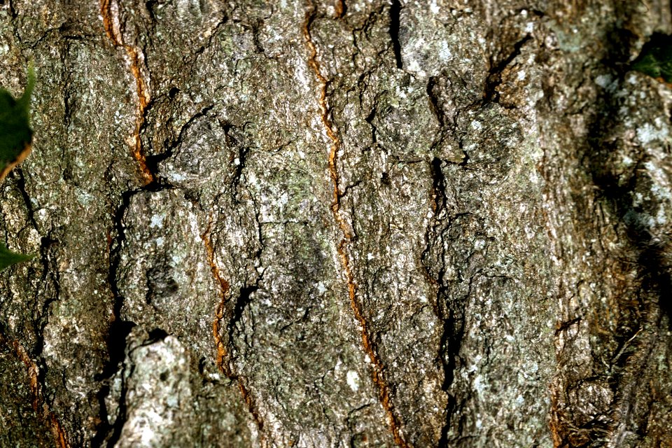 Quercus imbricaria NRCS-2