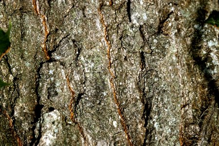Quercus imbricaria NRCS-2