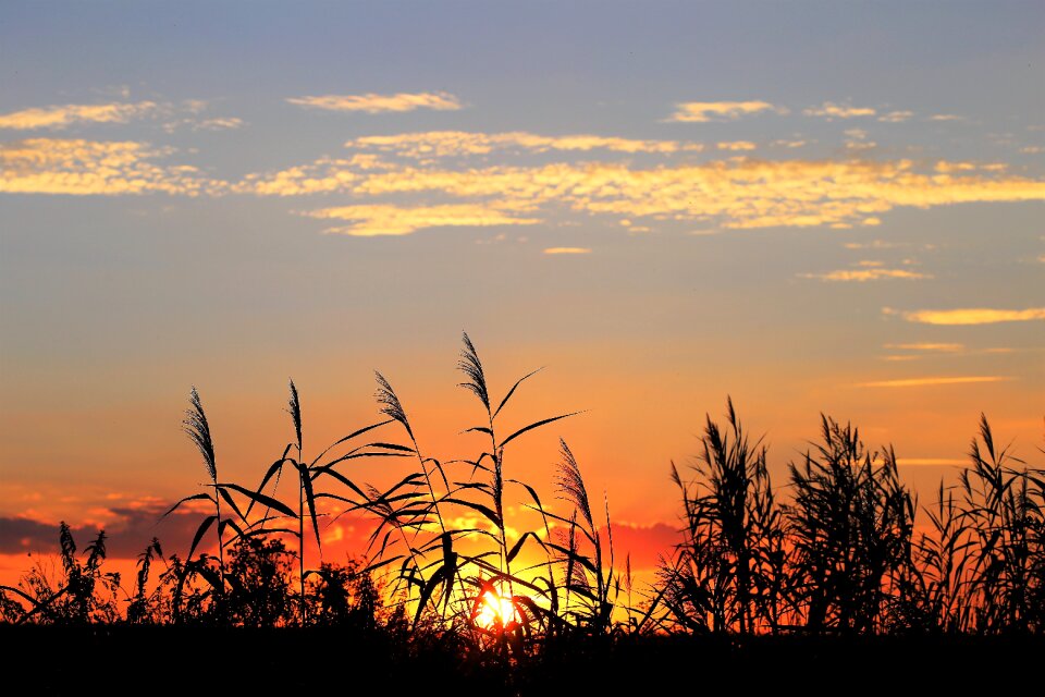 Rural summer colorful sky