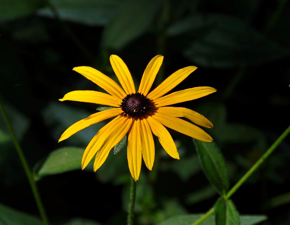 Plant summer garden