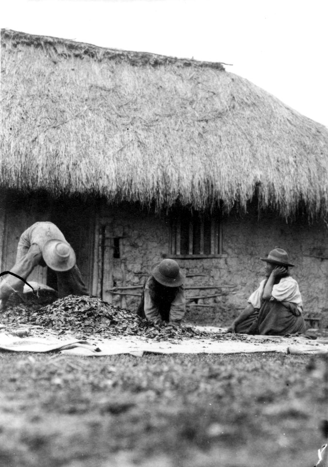 Quichua torkar kokablad. Moxos Province. Bolivia - SMVK - 002315