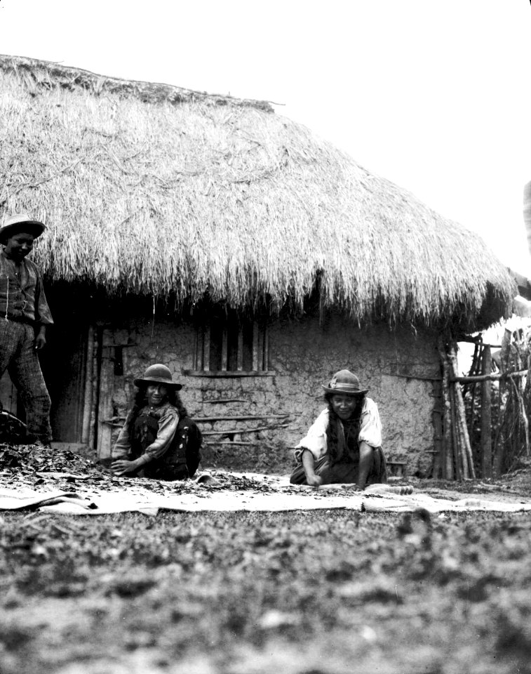 Quichuaindianer torka cocablad. Moxos Province. Bolivia - SMVK - 002373