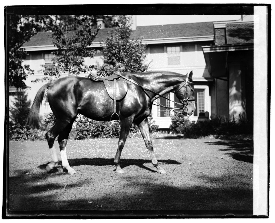 Quidron, General Pershing's horse LCCN2016828691