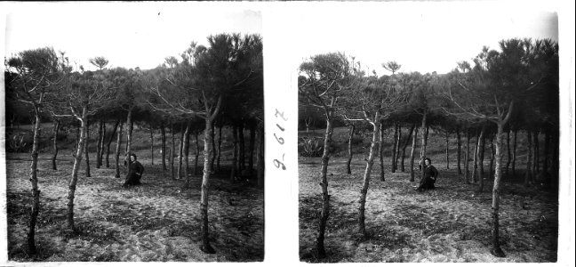 Quimeta a la pineda de Caldetes