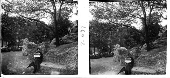 Quimeta sota l ' arbre