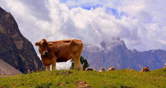 Prato tranquility grass