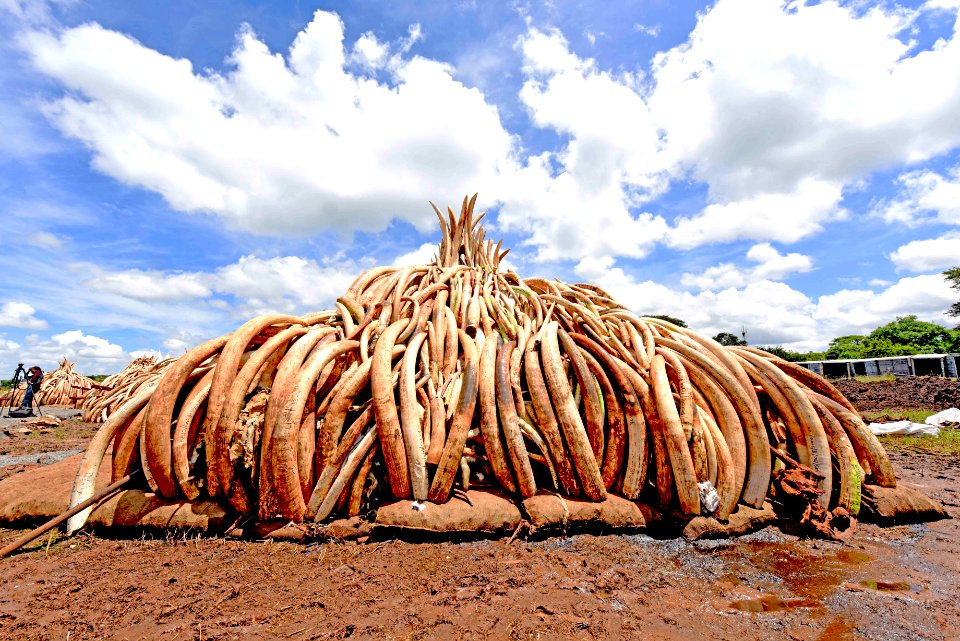 Pyres Ivory burn (26691072505)