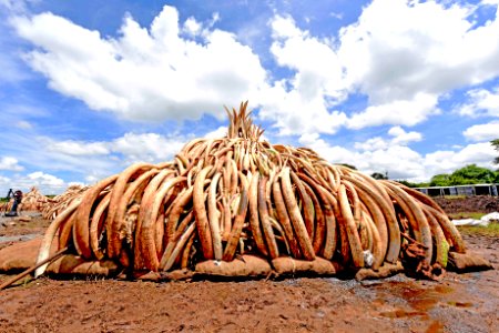 Pyres Ivory burn (26691072505)