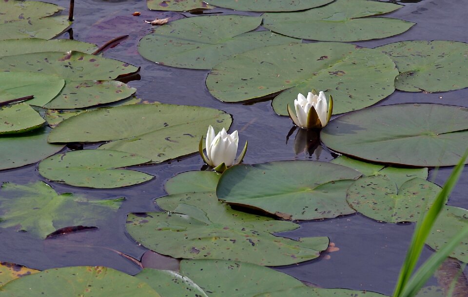 Nature aquatic plant flowers