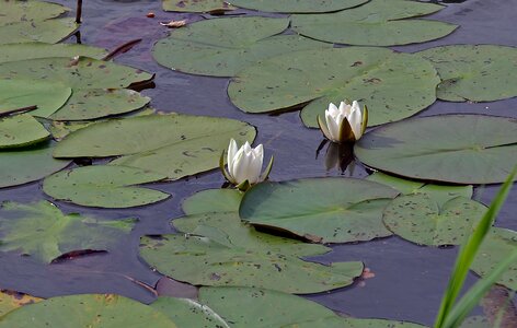 Nature aquatic plant flowers