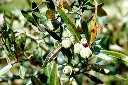 Quercus pumila NRCS-1