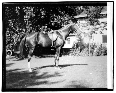 Quidron, General Pershing's horse LCCN2016828692