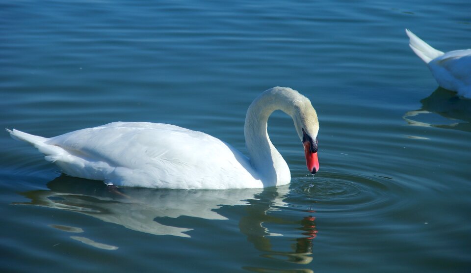 Swan lake swimming