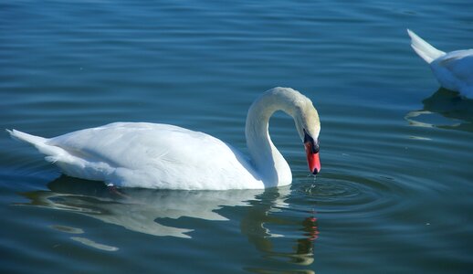 Swan lake swimming photo