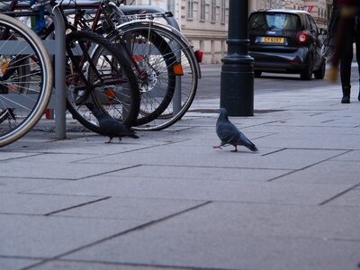 Feed plumage city pigeons