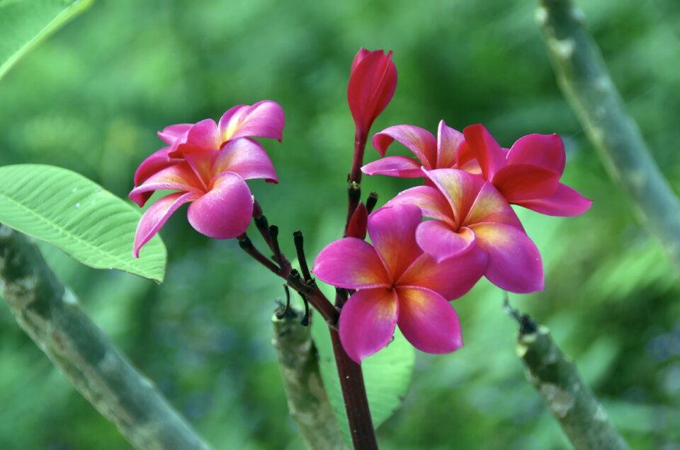 Bouquet exotic pink